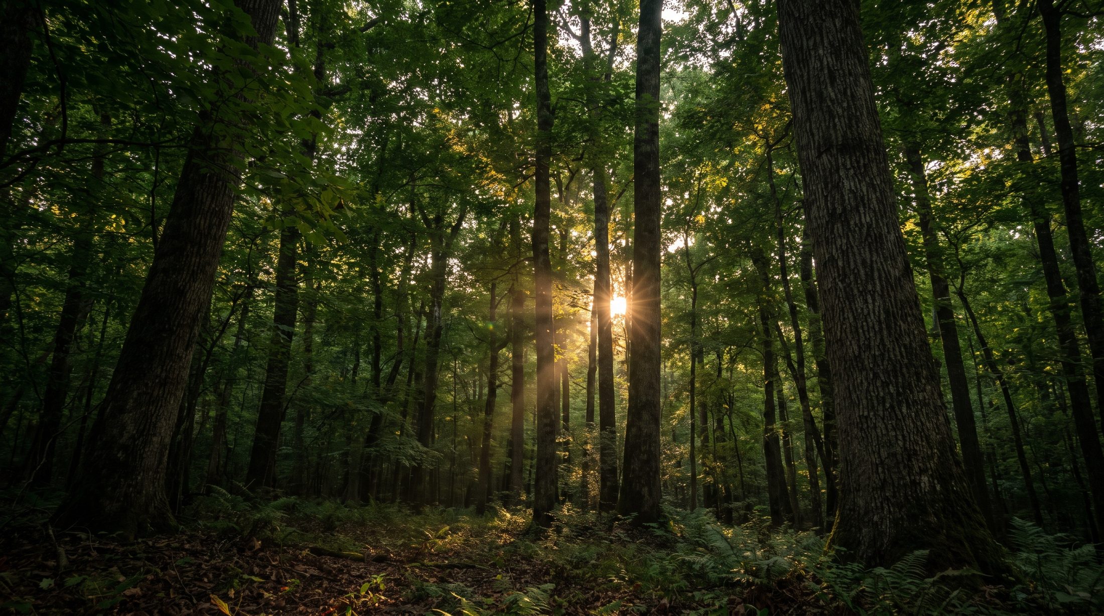 Golden evening light through a tall hardwood canopy