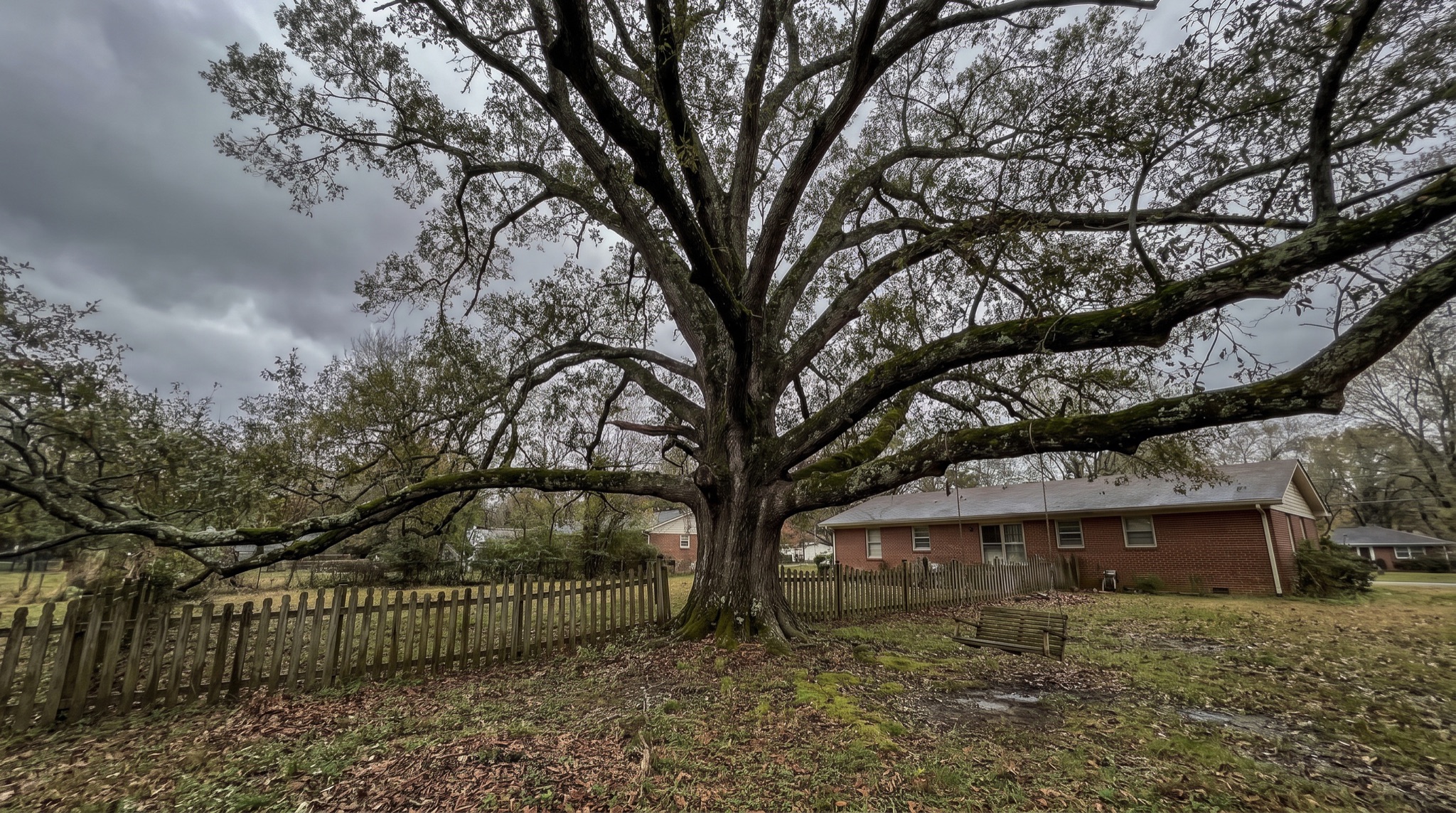 A huge spreading oak towering over a Tennessee brick home, the kind of big removal job Rob takes on