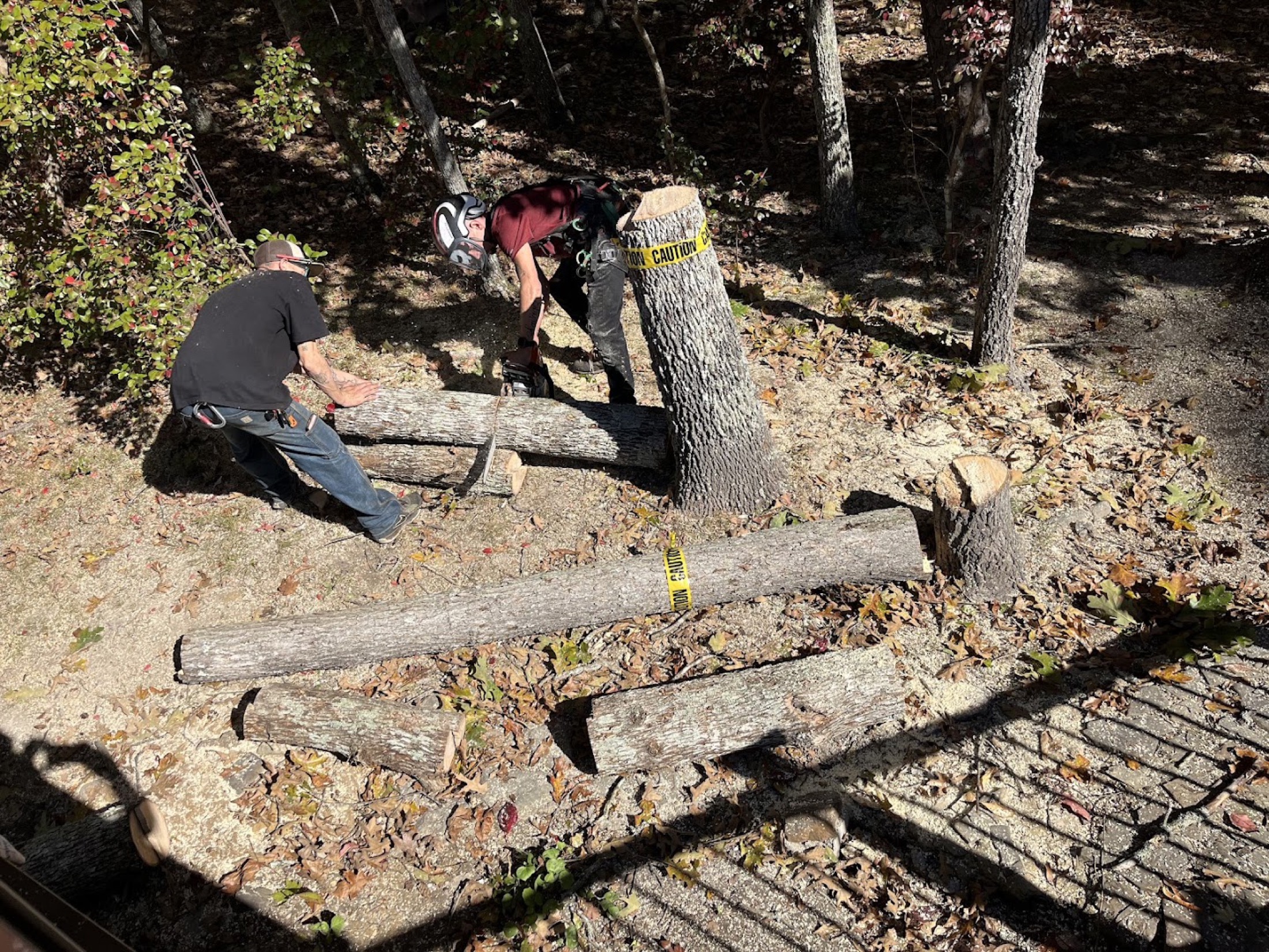 Rob cutting down a large trunk on the ground after felling