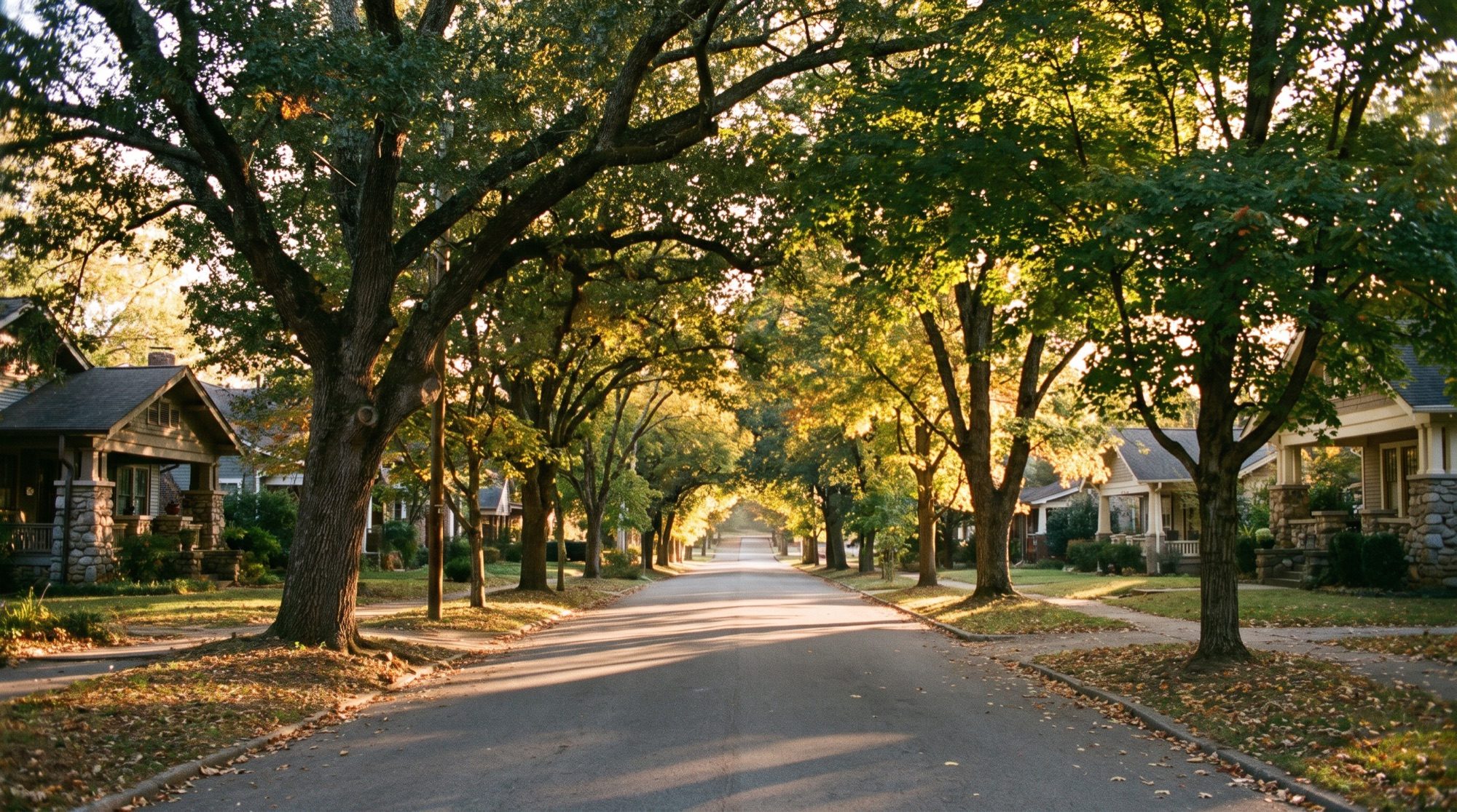 A quiet tree-lined residential street under mature hardwoods at golden hour