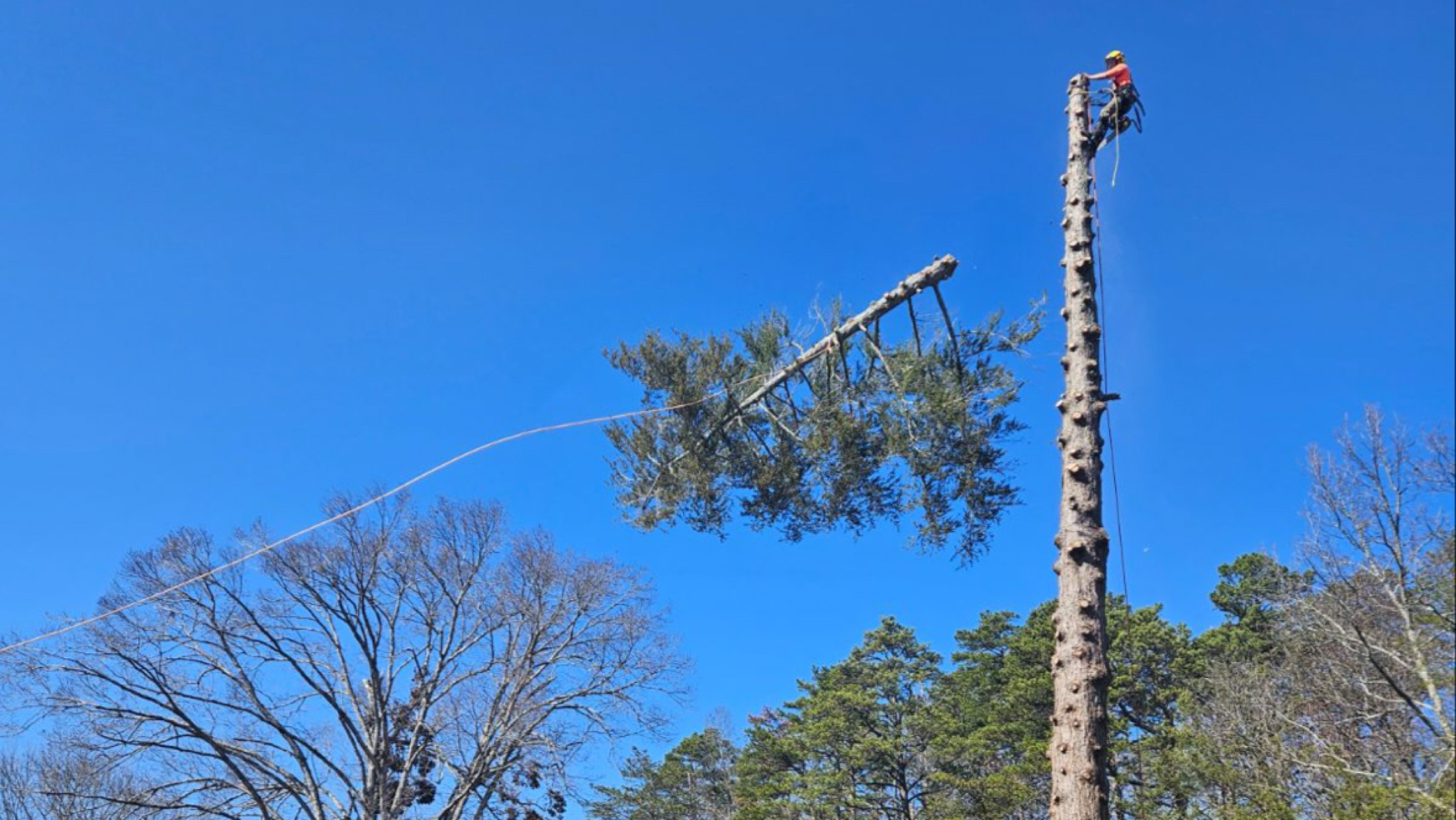 Rob the Climber roped in at the top of a tall pine, rigging down a section over a Tennessee yard