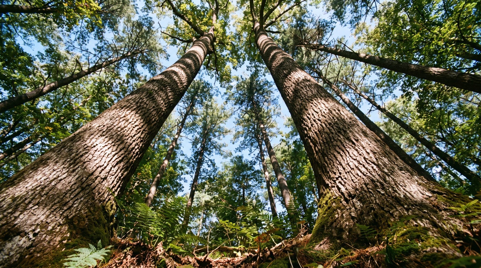 Towering oak and pine trunks against a clear East Tennessee sky