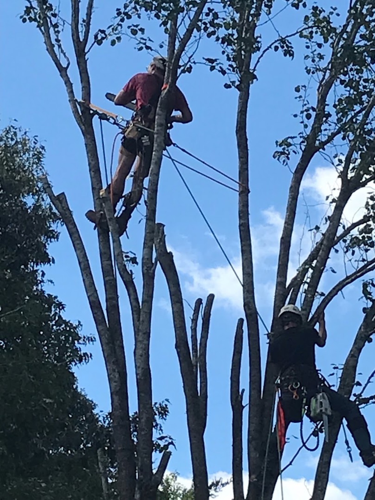 Rob roped high in a bare tree, working a technical removal