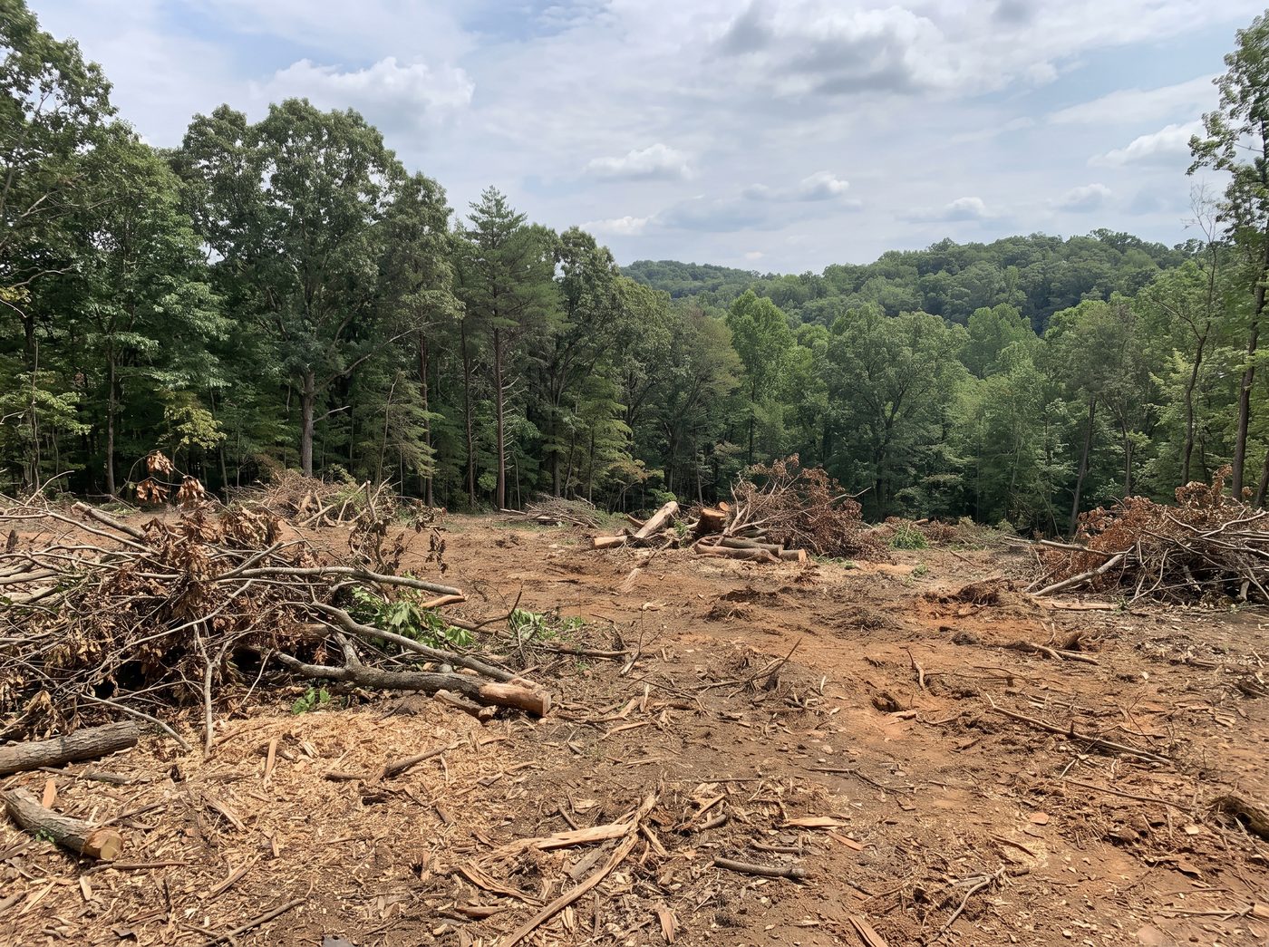 A cleared wooded area after multiple trees were removed