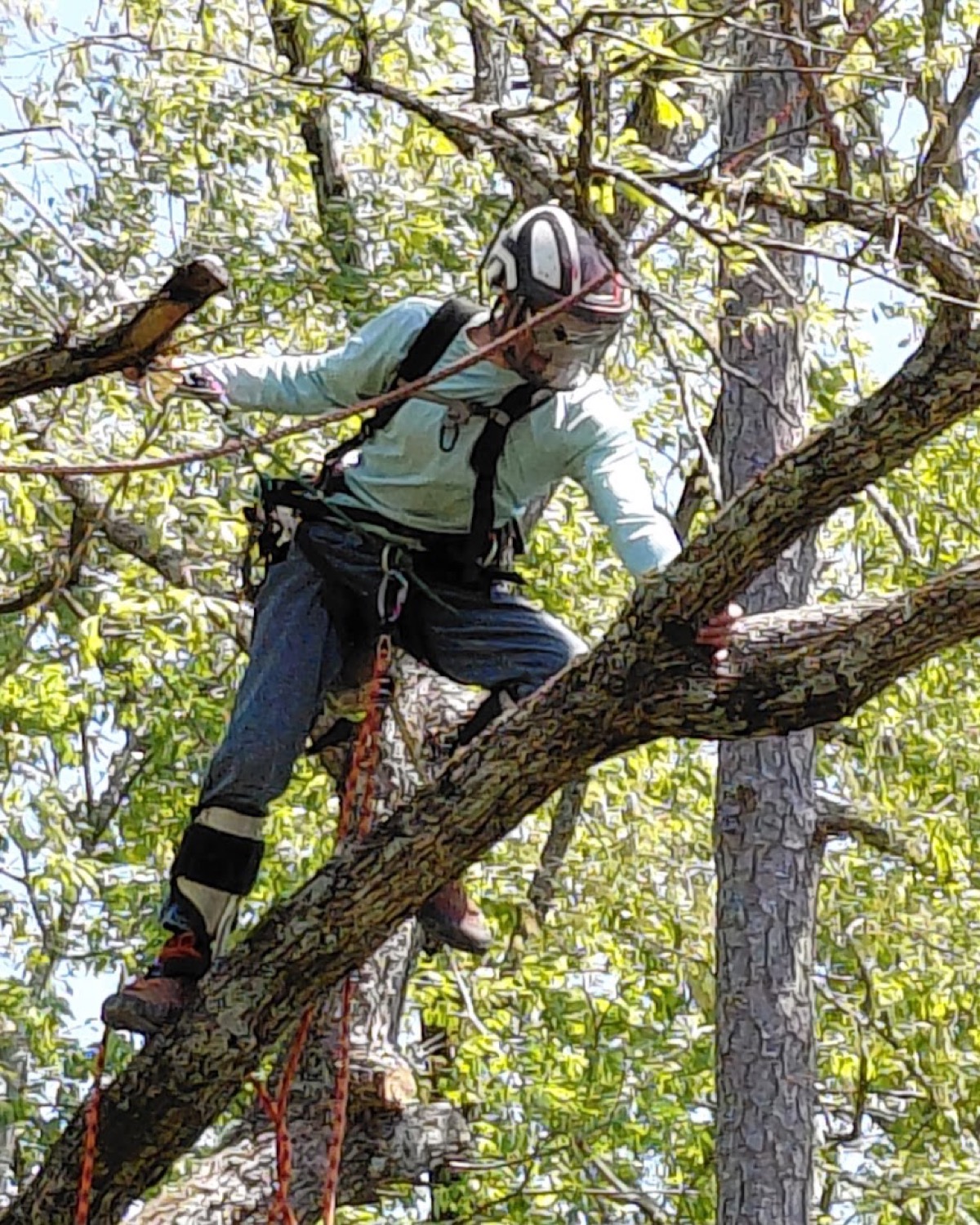 Rob climbing high into a tree on ropes for a technical removal