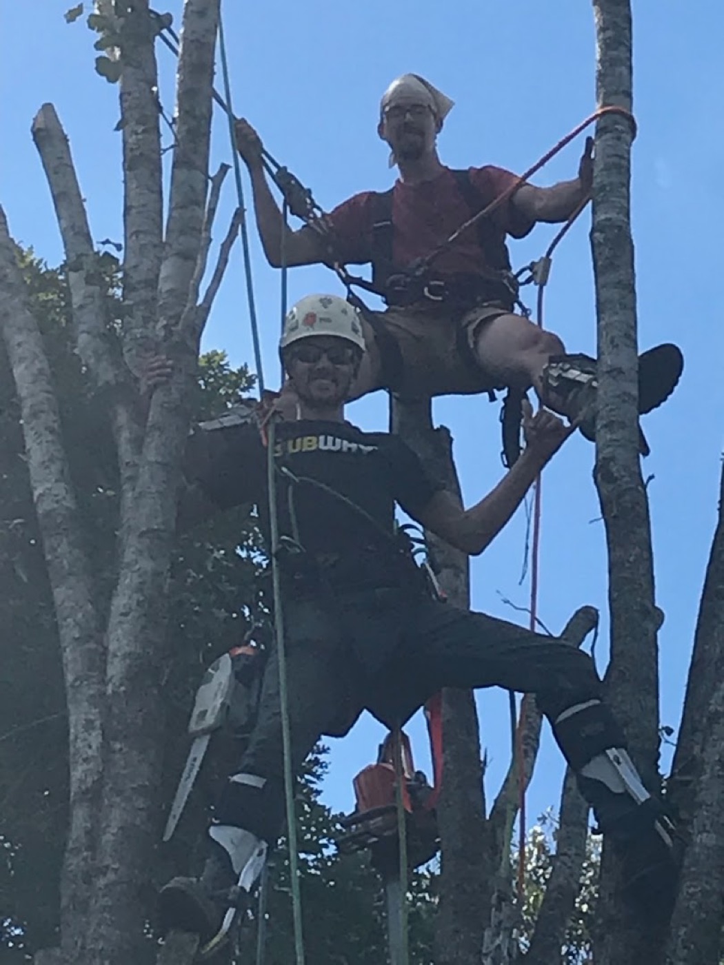 Rob pruning limbs high in a hardwood with a chainsaw