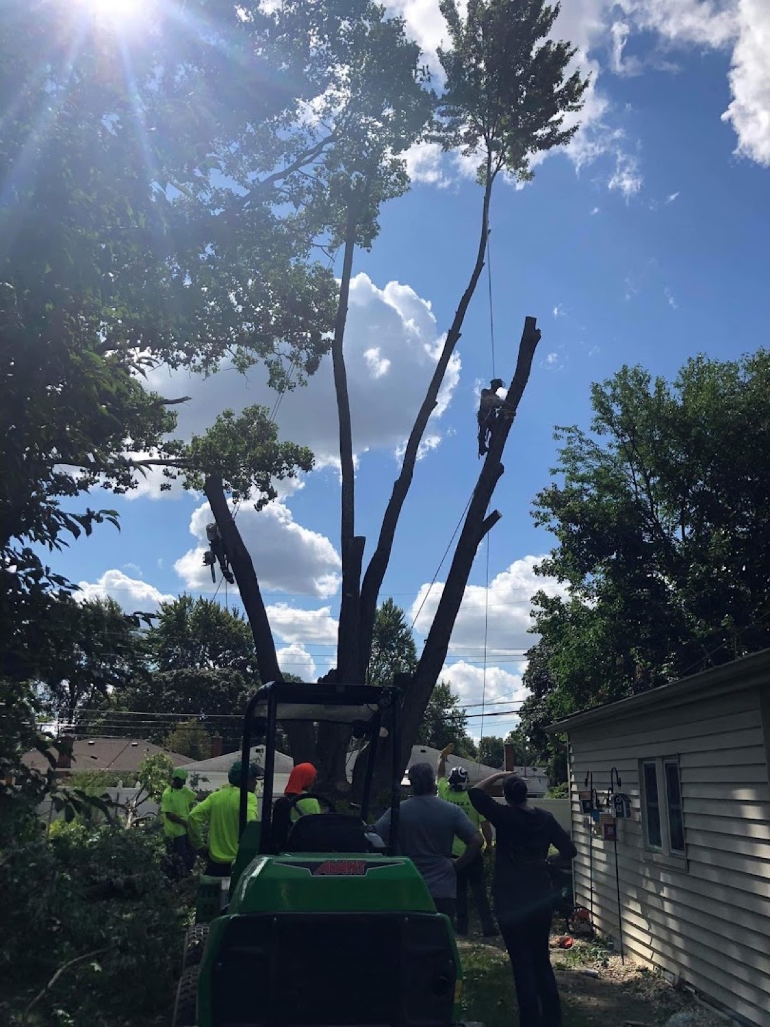A large tree being removed safely beside a house