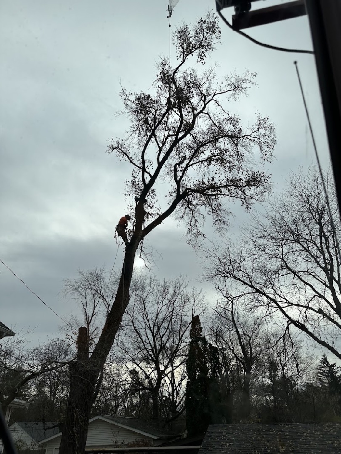 Rob trimming and shaping the canopy of a tree