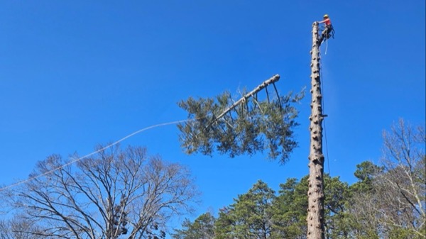 Rob standing on a felled trunk after a big removal