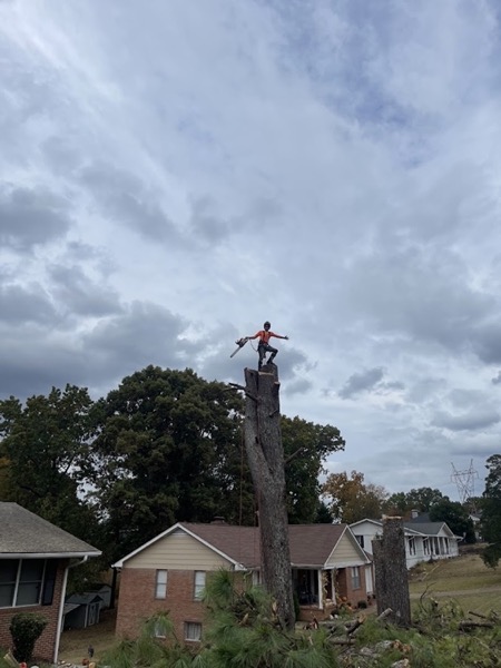 Rob high in a tree, silhouetted against blue sky on ropes