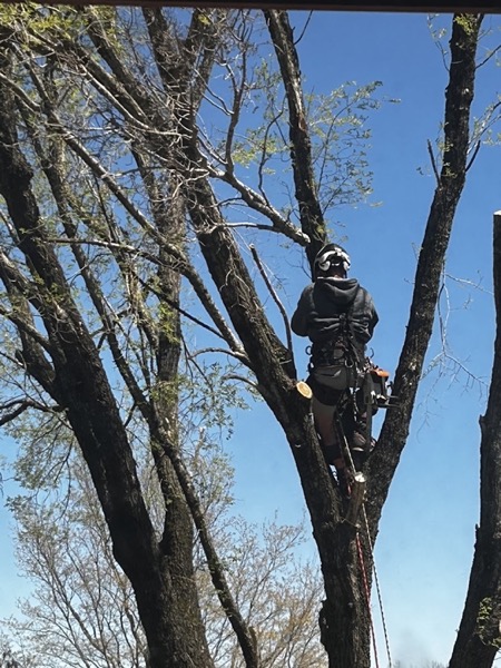 Rob roped high up a tree, working a limb