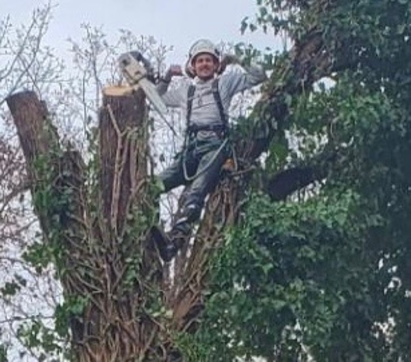 Climbing high to reach the top of a tree