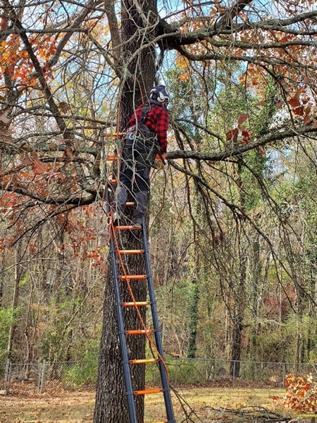 Rob up in a tree mid-cut on a job
