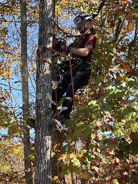 Climbing a tree with ropes and rigging set
