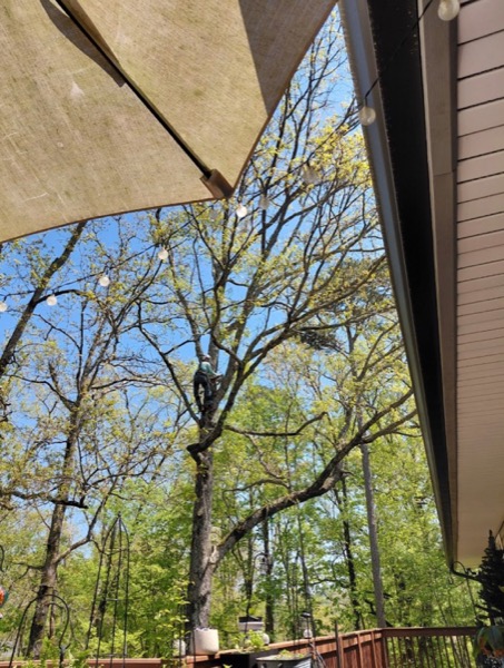 Rigging a section down from the top of a tall pine