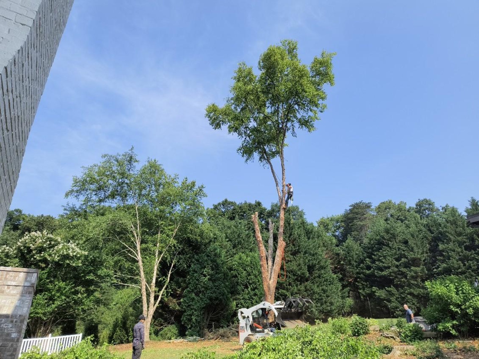 Rob standing on a felled trunk after a tree removal